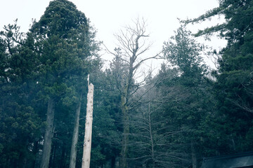 諏訪大社上社本宮御柱