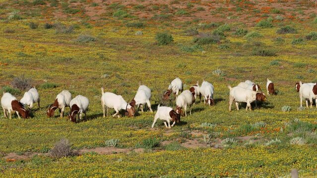 Free-range goats feeding in a field with yellow wild flowers, Namaqualand, South Africa