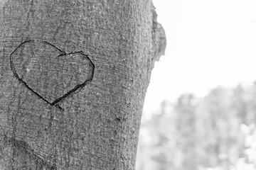 A heart carved into the bark of a tree