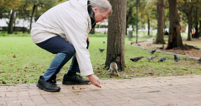 Nature, squirrel and feeding with old man in park for peace, relax and environment. Happy, calm and food with senior person and animal eating in outdoors for forest, autumn and wildlife care