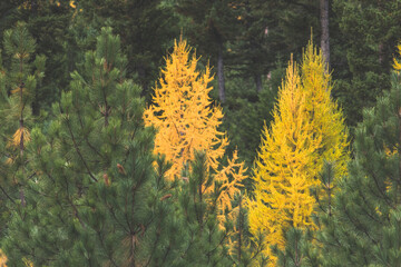 Western Mountain Forests