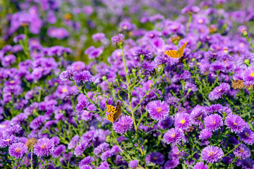 Dutch chrysanthemums and various butterflies in the park