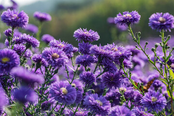 Dutch chrysanthemums and various butterflies in the park