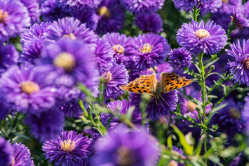 Dutch chrysanthemums and various butterflies in the park