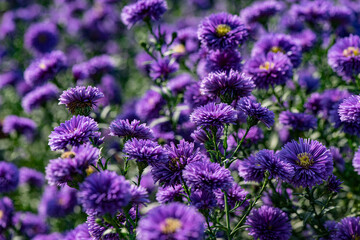 Dutch chrysanthemums and various butterflies in the park