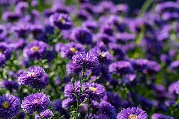 Dutch chrysanthemums and various butterflies in the park