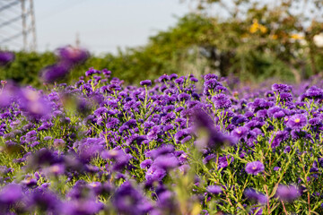 Obraz premium Dutch chrysanthemums and various butterflies in the park