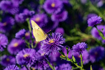Dutch chrysanthemums and various butterflies in the park