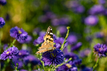 Dutch chrysanthemums and various butterflies in the park