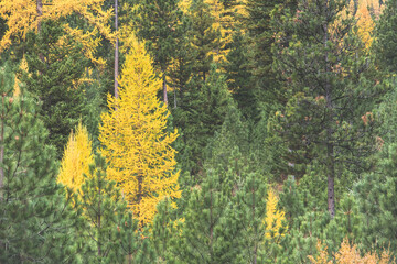 Bright Yellow Pine Trees