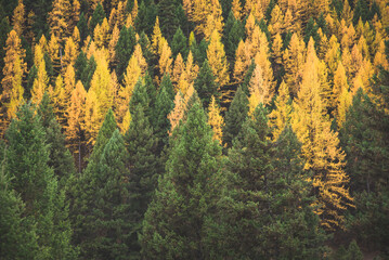 Gorgeous Larch Forest