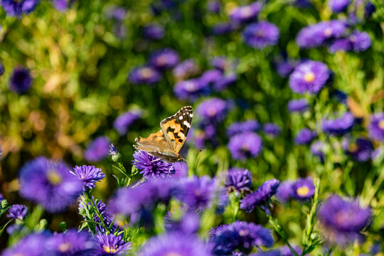 Dutch chrysanthemums and various butterflies in the park