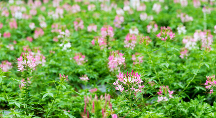 Background of pink spider flowers