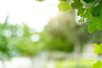 Background of ginkgo tree leaves