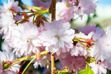 Sakura blossom. Pink japanese cherry bloom flowers on blurred spring background