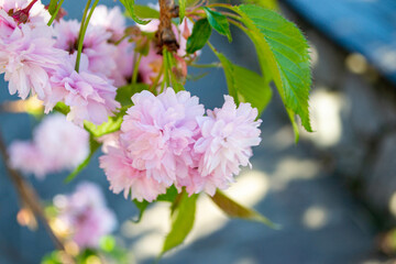 Sakura blossom. Pink japanese cherry bloom flowers on blurred spring background