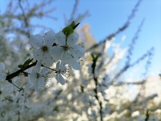 Cherry Blossom or apricot in a morning Sunlight