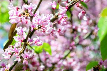 Sakura blossom. Pink japanese cherry bloom flowers on blurred spring background
