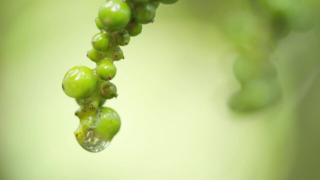 Closeup, green black pepper fruits on vine with water droplets, slow motion
