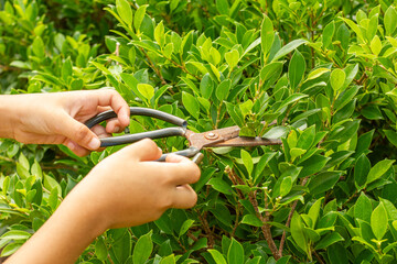 close up hand prunes and cuts branches of a tree in the garden with pruning shears