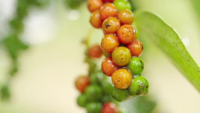 Beautiful closeup of red and green peppercorn fruit on tree black pepper seeds