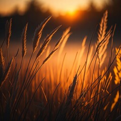 a field of wheat with the sun setting in the background