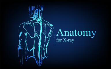 Human anatomy in front on x ray view. Anatomy human body connection, Medical, educational or science banner on futuristic blue background, Vector hand drawn illustration