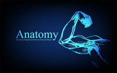 Human anatomy in front on x ray view. Anatomy human body connection, The Various Proportions Of Human Hand and Fingers, Vector hand drawn illustration