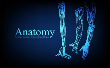 Human anatomy in front on x ray view. Anatomy human body connection, The Various Proportions Of Human Hand and Fingers, Vector hand drawn illustration
