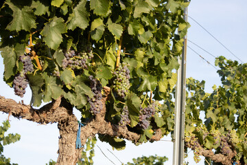 Organic Wine Grapes in Temecula California