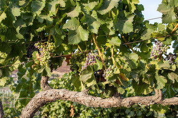 Organic Temecula Vally Grapes on the Vine in Southern Californa