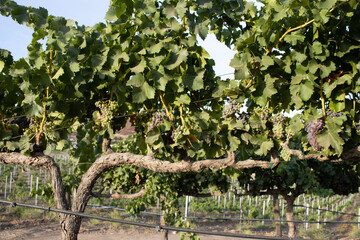 Organic Wine Grape Vine Temecula California