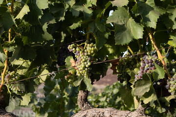 Organic Wine Vine Temecula California Wine Country Grapes