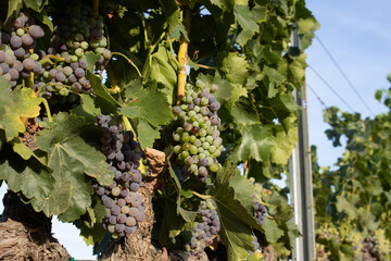 Organic Wine Grapes on the vine Temecula California