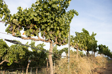 Row of Organic Wine Grape Vines Temecula California