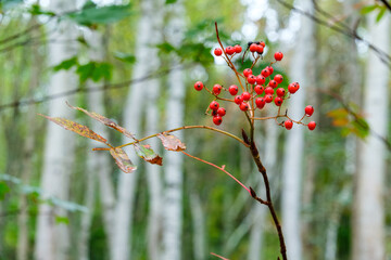 ナナカマドの実