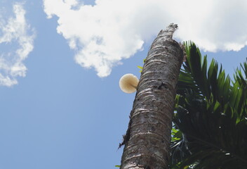Low angle view of a remaining portion of a dead coconut trunk with a white mushroom