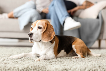 Cute Beagle dog lying on carpet at home