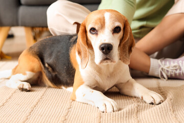 Cute Beagle dog with young couple at home, closeup