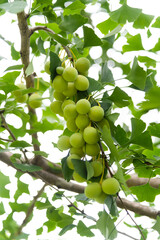 Background of ginkgo leaves and fruits
