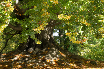 Old park beech tree in early autumn