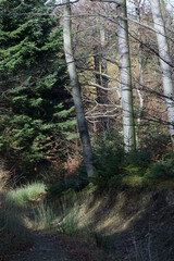 Mountain trail during autumn trips - obrazy, fototapety, plakaty