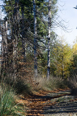 Mountain trail during autumn trips