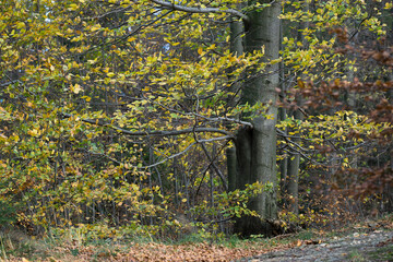 Autumn beeches in the Beskid Mały Mountains