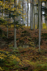 Autumn in the Beskid Mały mountains