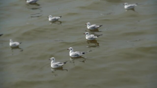 seagull slow motion on sea 