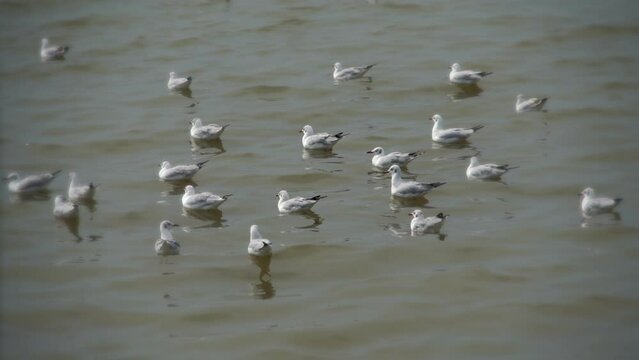 seagull slow motion on sea 
