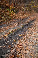Forest landscape with a muddy road.