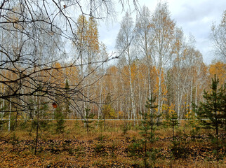 golden autumn in the forest