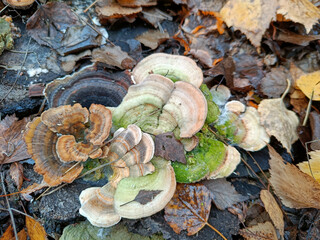 mushroom in the autumn forest

